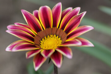 Beautiful blooming flower close up. Macro photography of a flower. Floral background for design. Nature . Soft focus photo gerbera flower. Colourful Gerbera daisies on a pastel spring background