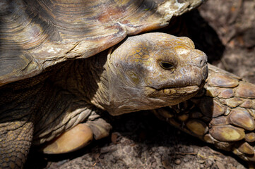 Obraz premium Big old tortoise turtle