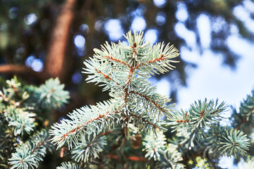 Beautiful spruce tree image