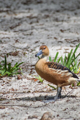 duck on sand