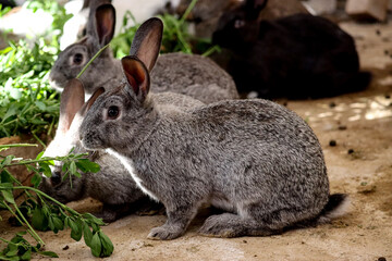 Conejos comiendo alfalfa