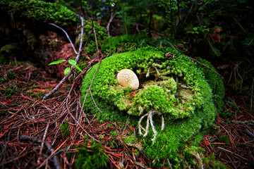 inedible mushrooms in the forest among moss, branches and coniferous needles