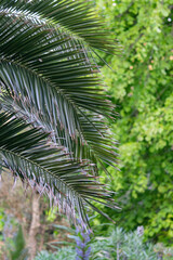  Canary Island date palm tree leaves in botanical garden in Ventnor, Isle of Wight, United Kingdom