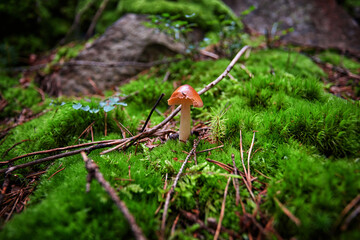 inedible mushrooms in the forest among moss, branches and coniferous needles