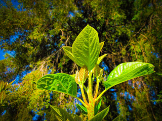 nature giving its fruits from all existing plants and not
