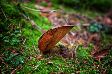 inedible mushrooms in the forest among moss, branches and coniferous needles