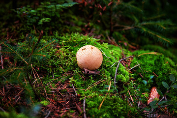 inedible mushrooms in the forest among moss, branches and coniferous needles