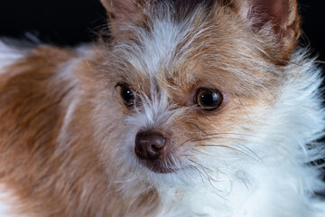 portrait of a red chihuahua