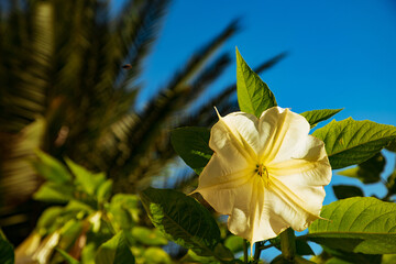 natural, spring background of large, rare flowers,yellow bell