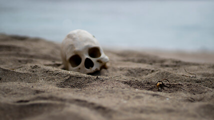 skull on the beach