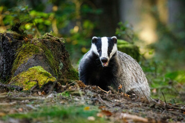 Badger in green forest. Hungry European badger, Meles meles, sniffs about food in rotten stump. Badger shows teeth. Beautiful black and white striped beast. Portrait of cute animal in nature habitat.