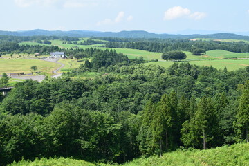 Obraz premium スギ林 山形県の山林