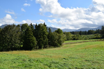 スギ林 山形県の山林