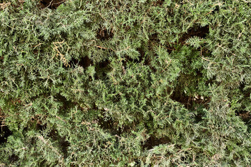  Green plant beautiful natural texture