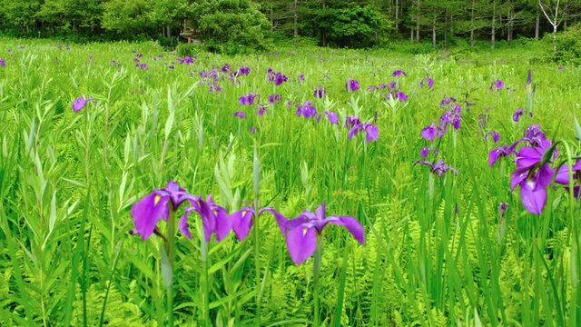 夏の湿原に咲くノハナショウブ
