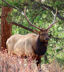 Fototapeta premium bull elk in park national park