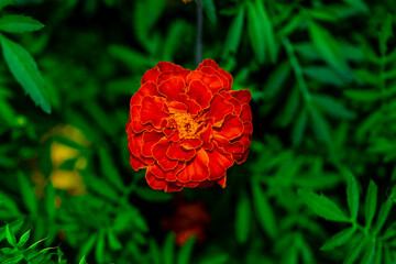 Obraz premium red poppy in the garden