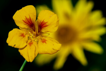 yellow flower on black