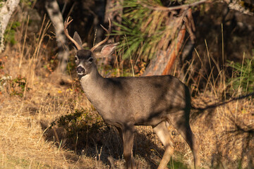 White-tailed Deer Buck in the Wilderness