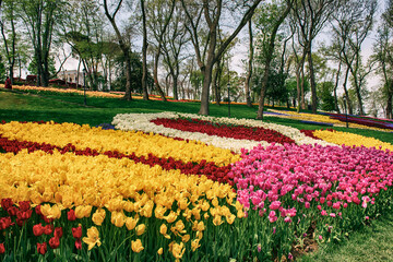 Colorful Tulips At Emirgan Park, Istanbul