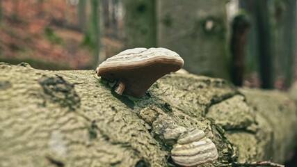 Polypore Bracket Fungus Growing on Tree Bark in Forest - obrazy, fototapety, plakaty