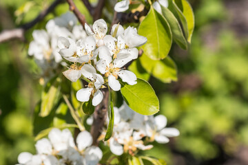 closeup of pear tree white flowers and green leaves with blurred background and copy space