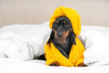 Dachshund puppy in yellow bathrobe and with towel wrapped around its head like turban is lying in...