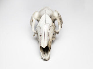 Kangaroo skull taxidermy on clean white background. Gothic picture