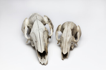 Kangaroo and wallaby skulls taxidermy on white background. Front view. Zoology illustration of animal skulls
