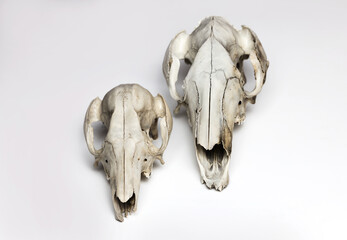 Kangaroo and wallaby skulls taxidermy on white background. Front view. Australian animals skulls