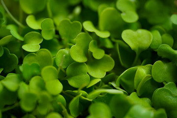 Closeup of fresh green rucola microgreens sprouts