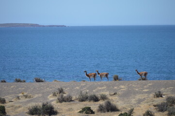 Guanacos, Chubut Argentina