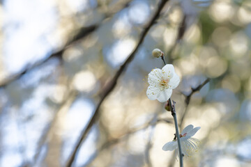 羽根木公園の梅の花