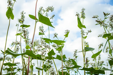 Buckwheat, Fagopyrum esculentum, Japanese buckwheat and silverhull buckwheat blooming on the field. Close-up flowers of buckwheat
