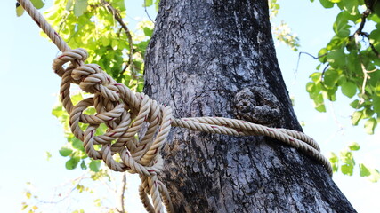 Rope tied around the tree. Close up brown rope knotted around trees in park on green leaf...