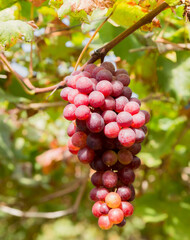 ฺBunch of grapes in the field waiting to be harvested.