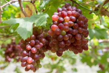 ฺBunch of grapes in the field waiting to be harvested.