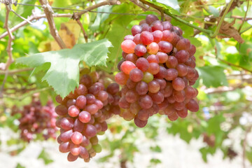 ฺBunch of grapes in the field waiting to be harvested.