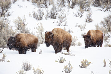 Three bison walking in the snow through Lamar Valley