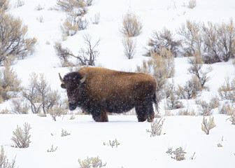 Bison taking a break in a Yellowstone snowstorm