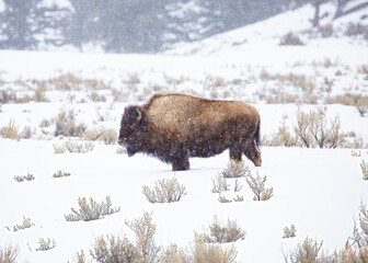 Snow covered bison in asnow cover field of Yellowstone
