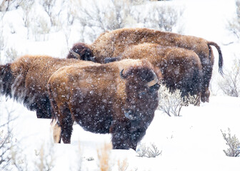 Bison huddling in the snow