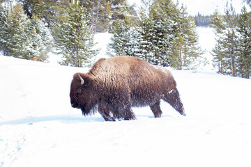 Bison leaning into the wind in a snow covered field