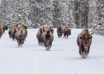 A herd of Yellowstone National Park bison taking up the road