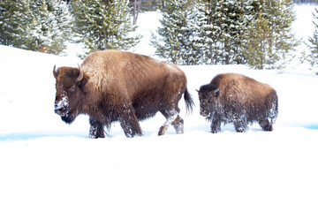 Two Yellowstone National Park bison in a snow covered field