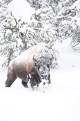 Yellowstone National Park bison making his trail through the snow © Jonathan Steele