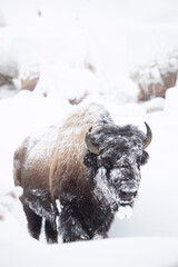 Close-up of a snow covered bison in Yellowstone National Park © Jonathan Steele
