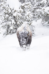 Bison making a trail in the snow
