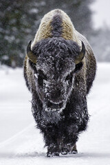 Snow covered Bison walking the road in Yellowstone National Park