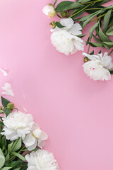 White pion flower on pink background.